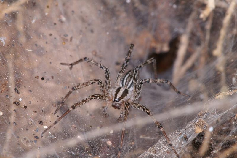 Agelena_canariensis_D3253_Z_86_Valle Gran Rey_Spanje.jpg